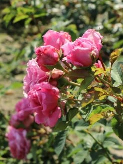 Kletterrose 'Bienvenue' -Günstiges Garten Zart Geschäft kletterrose bienvenue m122079 w 8