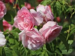 Kletterrose 'Billet Doux' 9 Kletterrose 'Billet Doux' -Günstiges Garten Zart Geschäft kletterrose billet doux m120742 w 0