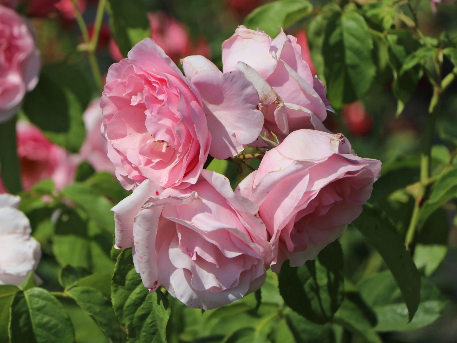 Kletterrose 'Billet Doux' 5 Kletterrose 'Billet Doux' – Bild 3