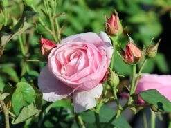 Kletterrose 'Billet Doux' 11 Kletterrose 'Billet Doux' -Günstiges Garten Zart Geschäft kletterrose billet doux m120742 w 2