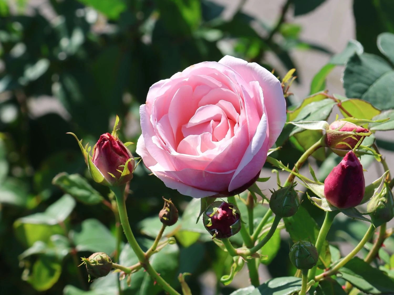 Kletterrose 'Billet Doux' 4 Kletterrose 'Billet Doux' – Bild 2