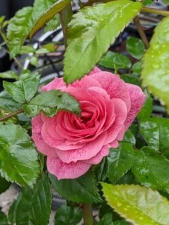 Kletterrose 'Camelot' ® -Günstiges Garten Zart Geschäft kletterrose camelot m056057 515721 0