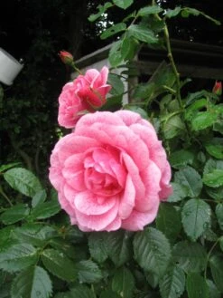 Kletterrose 'Camelot' ® -Günstiges Garten Zart Geschäft kletterrose camelot m056057 544156 0