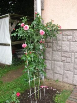 Kletterrose 'Camelot' ® -Günstiges Garten Zart Geschäft kletterrose camelot m056057 544156 1