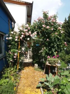 Kletterrose 'Camelot' ® -Günstiges Garten Zart Geschäft kletterrose camelot m056057 713164 0