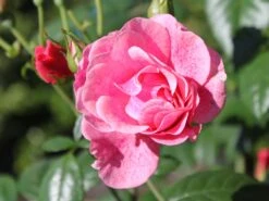 Kletterrose 'Camelot' ® -Günstiges Garten Zart Geschäft kletterrose camelot m056057 w 1