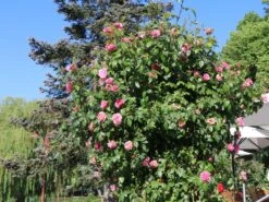 Kletterrose 'Camelot' ® -Günstiges Garten Zart Geschäft kletterrose camelot m056057 w 2