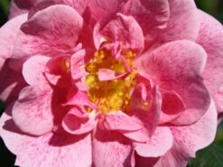 Kletterrose 'Camelot' ® -Günstiges Garten Zart Geschäft kletterrose camelot m056057 w 3