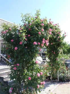 Kletterrose 'Camelot' ® -Günstiges Garten Zart Geschäft kletterrose camelot m056057 w 4