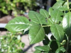 Kletterrose 'Camelot' ® -Günstiges Garten Zart Geschäft kletterrose camelot m056057 w 5