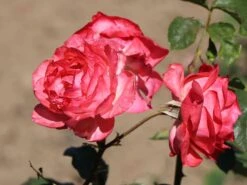 Kletterrose 'Camelot' ® -Günstiges Garten Zart Geschäft kletterrose camelot m056057 w 7