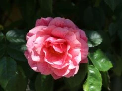 Kletterrose 'Camelot' ® -Günstiges Garten Zart Geschäft kletterrose camelot m056057 w 8