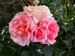 Kletterrose 'Compassion' ® -Günstiges Garten Zart Geschäft kletterrose compassion m002936 1328988 1