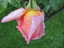 Kletterrose 'Compassion' ® -Günstiges Garten Zart Geschäft kletterrose compassion m002936 241747 0