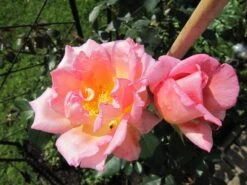 Kletterrose 'Compassion' ® -Günstiges Garten Zart Geschäft kletterrose compassion m002936 241747 1