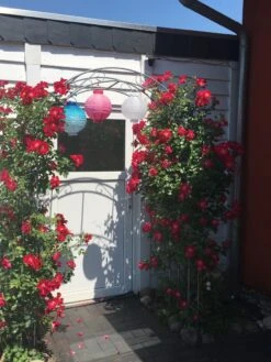 Kletterrose 'Dortmund' ® 31 Kletterrose 'Dortmund' ® -Günstiges Garten Zart Geschäft kletterrose dortmund m005464 193676 0