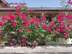 Kletterrose 'Dortmund' ® 30 Kletterrose 'Dortmund' ® -Günstiges Garten Zart Geschäft kletterrose dortmund m005464 484600 0