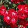 Kletterrose 'Dortmund' ®