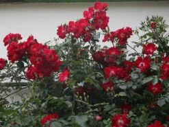 Kletterrose 'Dortmund' ® 24 Kletterrose 'Dortmund' ® -Günstiges Garten Zart Geschäft kletterrose dortmund m005464 w 0