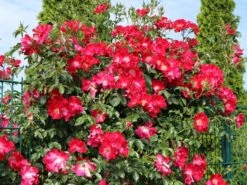 Kletterrose 'Dortmund' ® 25 Kletterrose 'Dortmund' ® -Günstiges Garten Zart Geschäft kletterrose dortmund m005464 w 10