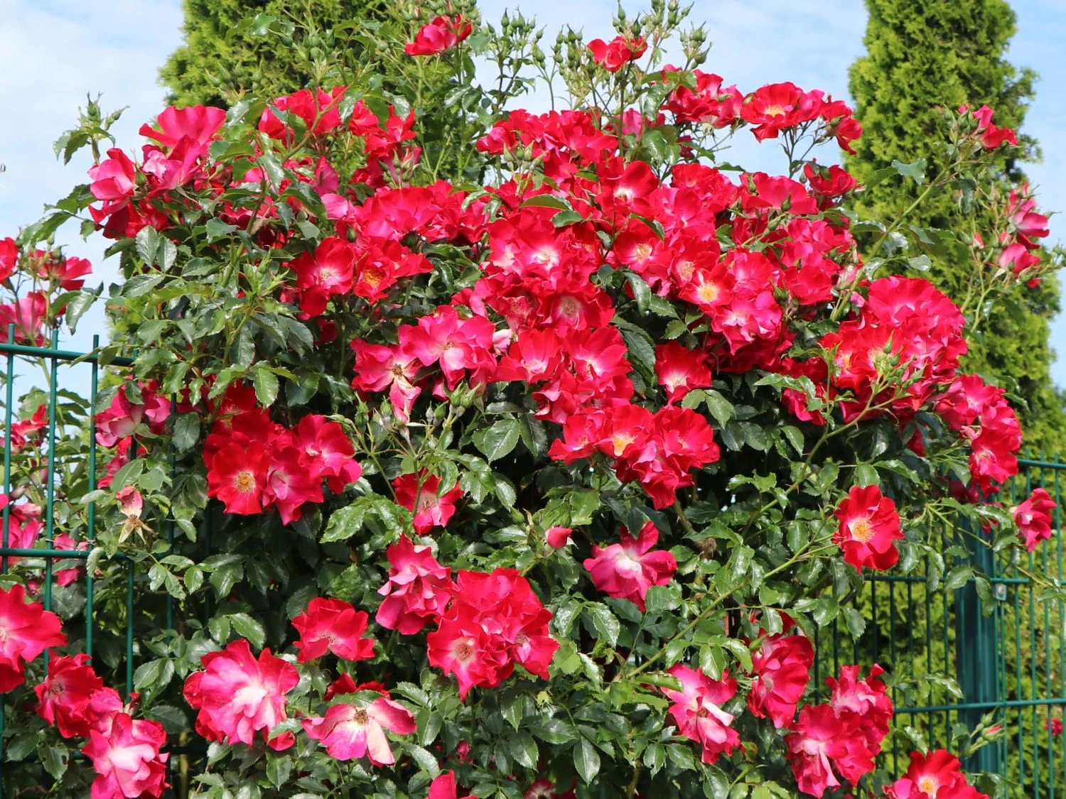 Kletterrose 'Dortmund' ® 11 Kletterrose 'Dortmund' ® – Bild 9