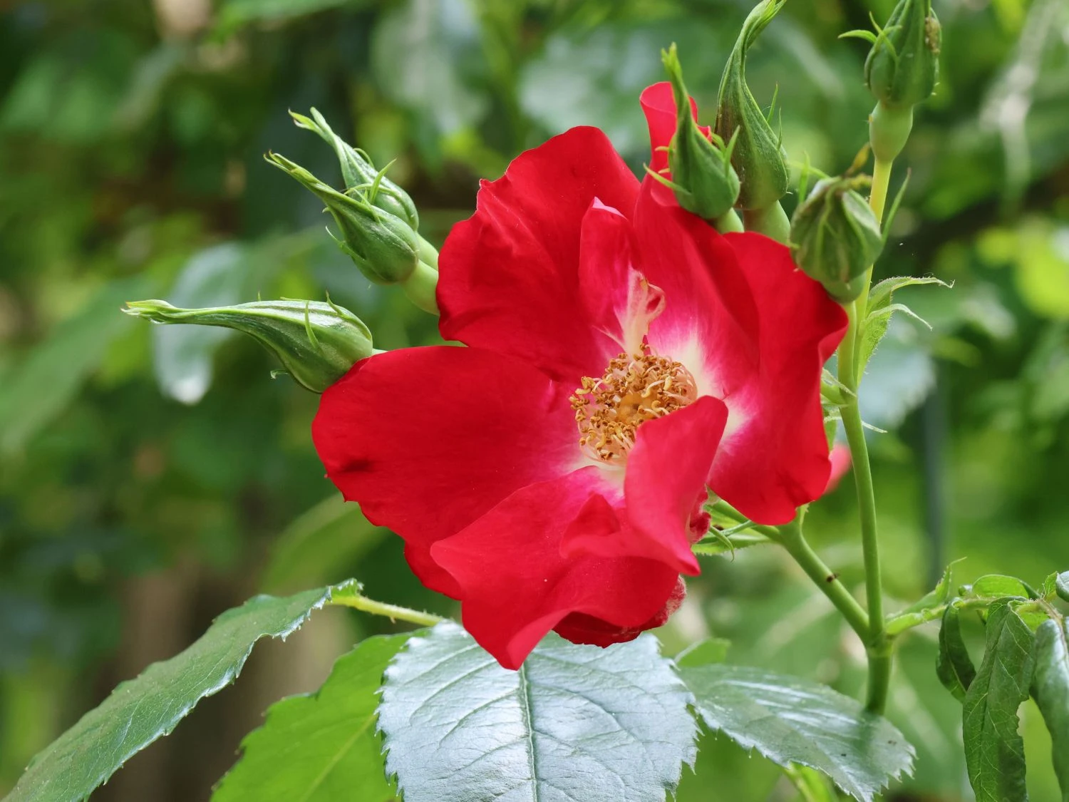 Kletterrose 'Dortmund' ® 14 Kletterrose 'Dortmund' ® – Bild 12