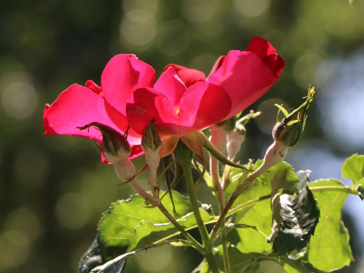 Kletterrose 'Dortmund' ® 7 Kletterrose 'Dortmund' ® – Bild 5