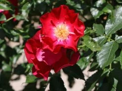 Kletterrose 'Dortmund' ® 22 Kletterrose 'Dortmund' ® -Günstiges Garten Zart Geschäft kletterrose dortmund m005464 w 4