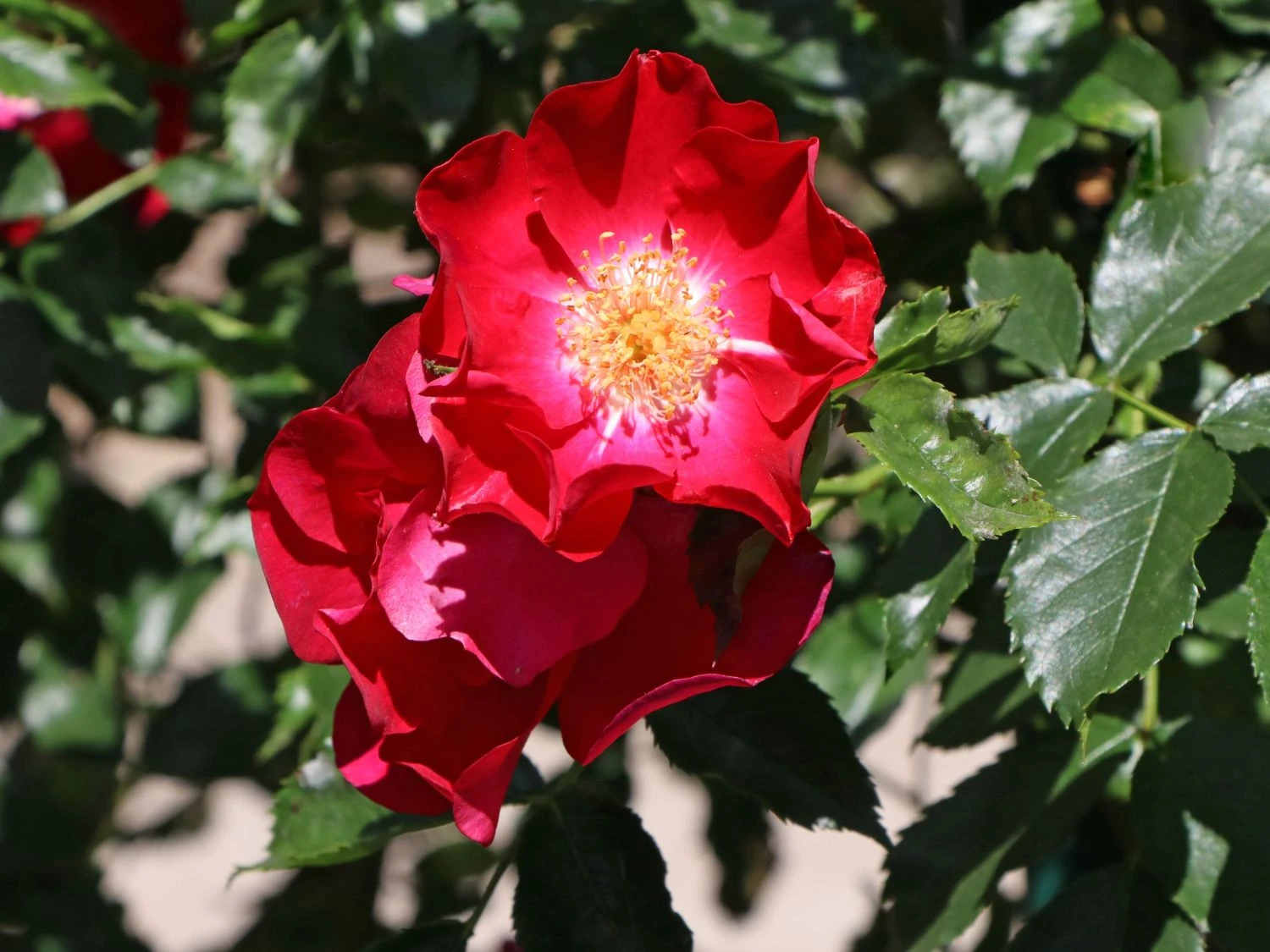 Kletterrose 'Dortmund' ® 8 Kletterrose 'Dortmund' ® – Bild 6