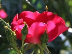 Kletterrose 'Dortmund' ® 27 Kletterrose 'Dortmund' ® -Günstiges Garten Zart Geschäft kletterrose dortmund m005464 w 5