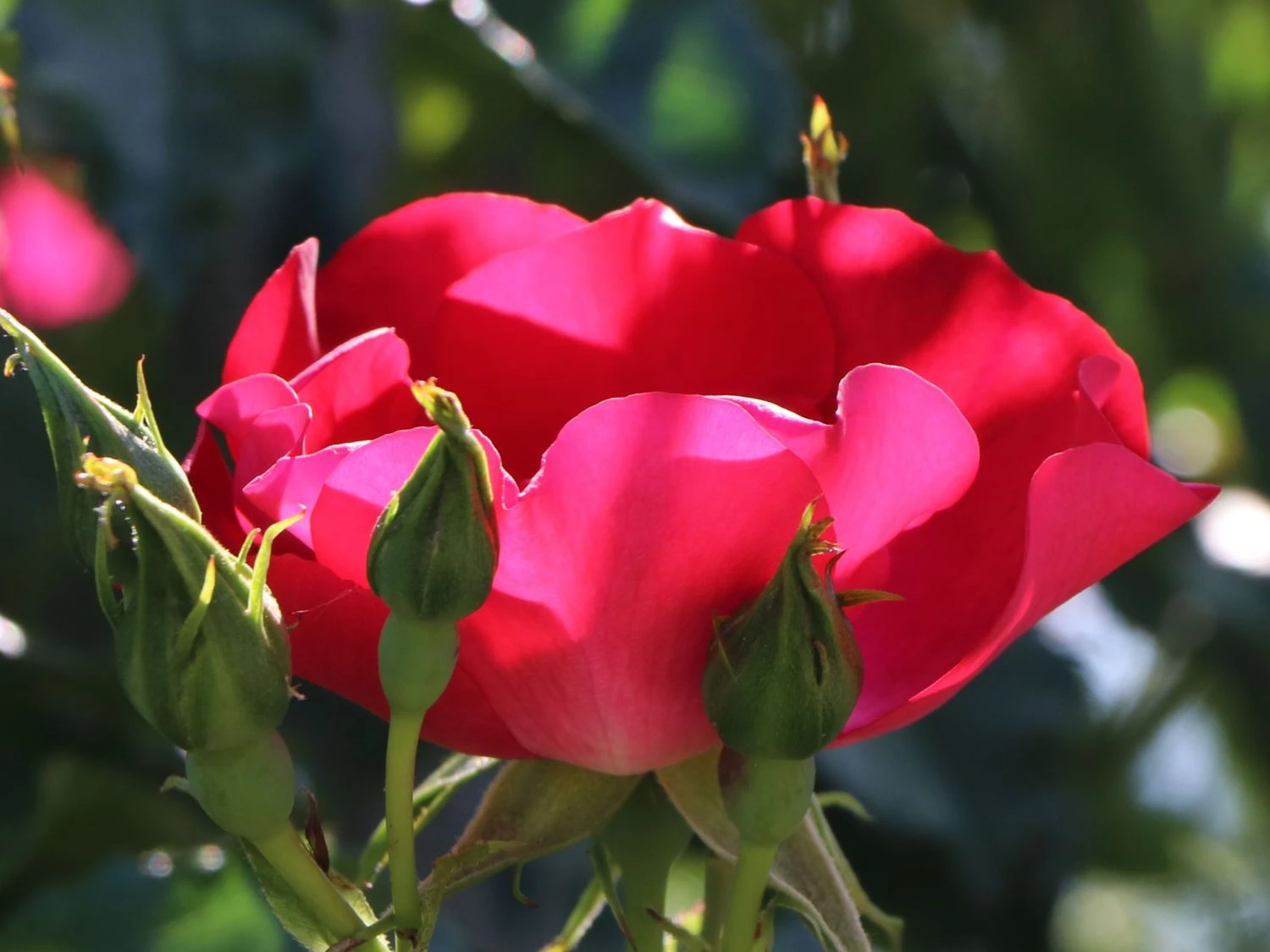 Kletterrose 'Dortmund' ® 13 Kletterrose 'Dortmund' ® – Bild 11