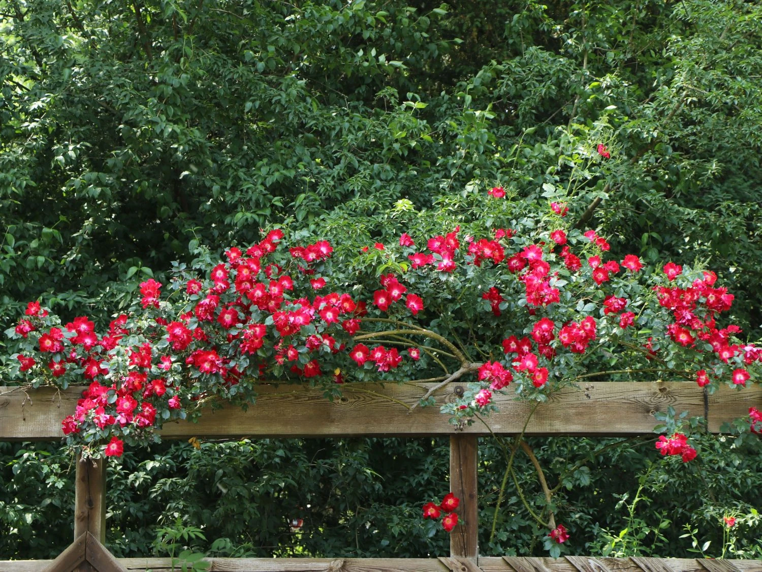 Kletterrose 'Dortmund' ® 4 Kletterrose 'Dortmund' ® – Bild 2