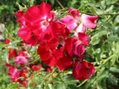 Kletterrose 'Dortmund' ® 20 Kletterrose 'Dortmund' ® -Günstiges Garten Zart Geschäft kletterrose dortmund m005464 w 8