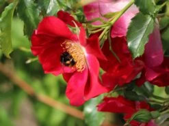 Kletterrose 'Dortmund' ® 26 Kletterrose 'Dortmund' ® -Günstiges Garten Zart Geschäft kletterrose dortmund m005464 w 9