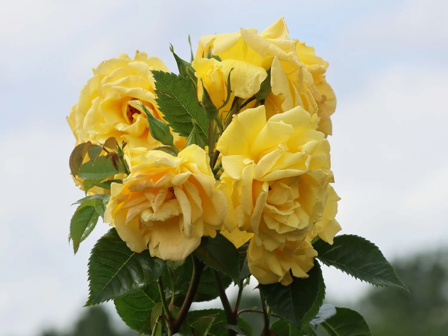 Kletterrose 'Dukat' ® 3 Kletterrose 'Dukat' ®