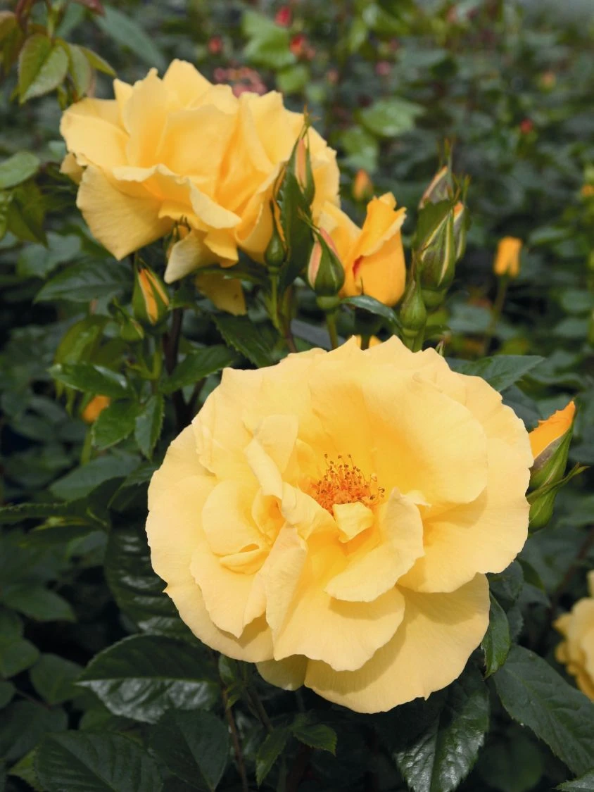 Kletterrose 'Dukat' ® 4 Kletterrose 'Dukat' ® – Bild 2