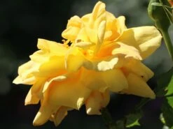 Kletterrose 'Dukat' ® 15 Kletterrose 'Dukat' ® -Günstiges Garten Zart Geschäft kletterrose dukat m056092 w 1