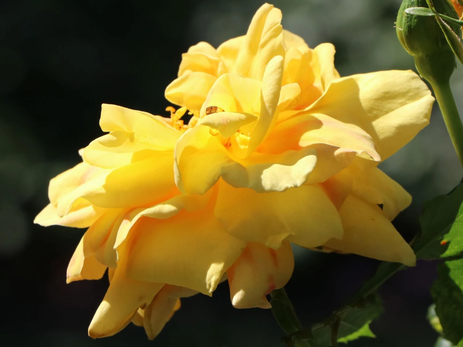 Kletterrose 'Dukat' ® 9 Kletterrose 'Dukat' ® – Bild 7