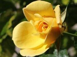 Kletterrose 'Dukat' ® 14 Kletterrose 'Dukat' ® -Günstiges Garten Zart Geschäft kletterrose dukat m056092 w 2