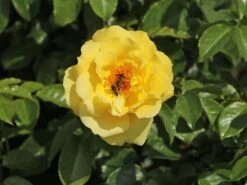 Kletterrose 'Dukat' ® 12 Kletterrose 'Dukat' ® -Günstiges Garten Zart Geschäft kletterrose dukat m056092 w 3