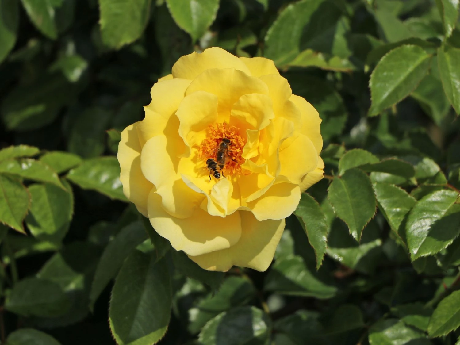 Kletterrose 'Dukat' ® 6 Kletterrose 'Dukat' ® – Bild 4