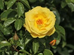 Kletterrose 'Dukat' ® 11 Kletterrose 'Dukat' ® -Günstiges Garten Zart Geschäft kletterrose dukat m056092 w 4