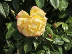 Kletterrose 'Dukat' ® 13 Kletterrose 'Dukat' ® -Günstiges Garten Zart Geschäft kletterrose dukat m056092 w 5