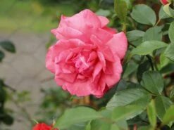 Kletterrose 'Fassadenzauber' ® -Günstiges Garten Zart Geschäft kletterrose fassadenzauber m052841 w 0