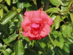 Kletterrose 'Fassadenzauber' ® -Günstiges Garten Zart Geschäft kletterrose fassadenzauber m052841 w 2