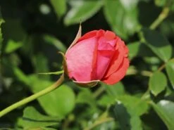 Kletterrose 'Fassadenzauber' ® -Günstiges Garten Zart Geschäft kletterrose fassadenzauber m052841 w 3