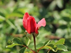 Kletterrose 'Fassadenzauber' ® -Günstiges Garten Zart Geschäft kletterrose fassadenzauber m052841 w 4