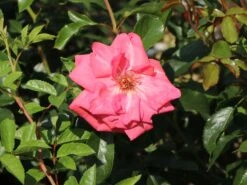 Kletterrose 'Fassadenzauber' ® -Günstiges Garten Zart Geschäft kletterrose fassadenzauber m052841 w 5