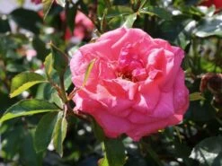 Kletterrose 'Fassadenzauber' ® -Günstiges Garten Zart Geschäft kletterrose fassadenzauber m052841 w 6