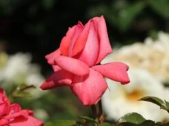 Kletterrose 'Fassadenzauber' ® -Günstiges Garten Zart Geschäft kletterrose fassadenzauber m052841 w 7